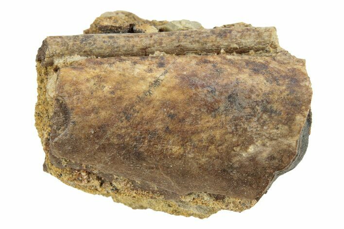 Hadrosaur (Edmontosaurus) Bone & Tendon in Sandstone - Wyoming #265746